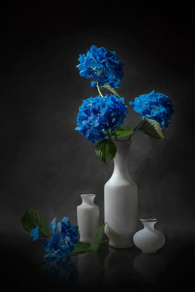 Elegant Blue Hydrangeas by Lydia Jacobs