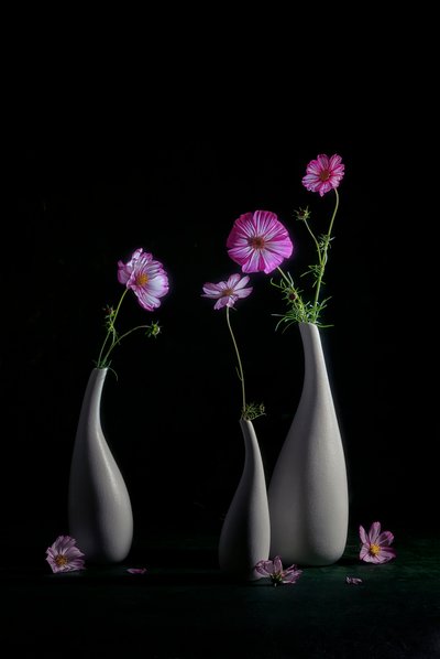 Elegant Cosmos Still Life by Lydia Jacobs