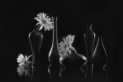 Elegant Daisy Still Life by Lydia Jacobs