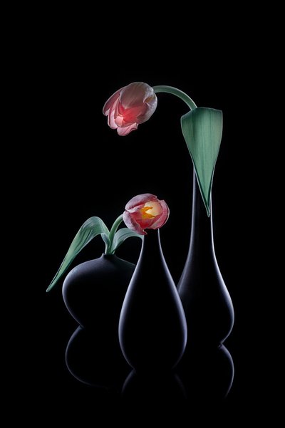 Elegant Glowing Tulips by Lydia Jacobs