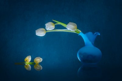 Elegant White Tulips by Lydia Jacobs