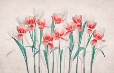 Ethereal Pink Tulips by Lydia Jacobs