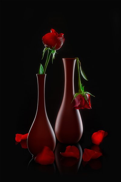 Fresh and Fading Roses by Lydia Jacobs