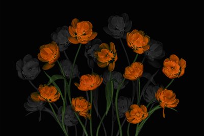 Glowing Orange Tulips by Lydia Jacobs