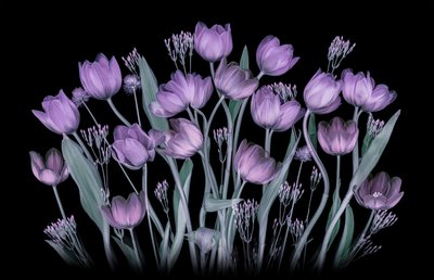 Glowing Purple Tulips by Lydia Jacobs