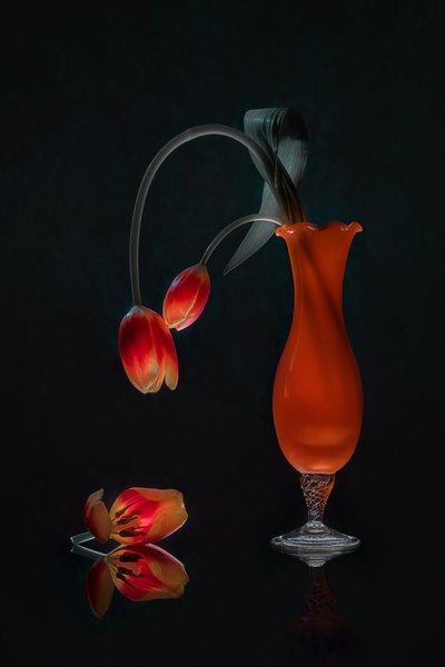 Glowing Tulips Still Life by Lydia Jacobs