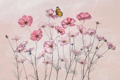 Pink Cosmos Butterfly by Lydia Jacobs