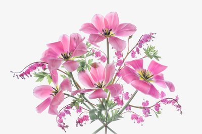 Pink Spring Flowers by Lydia Jacobs