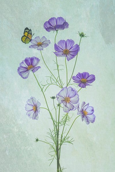 Purple Cosmos Butterfly by Lydia Jacobs