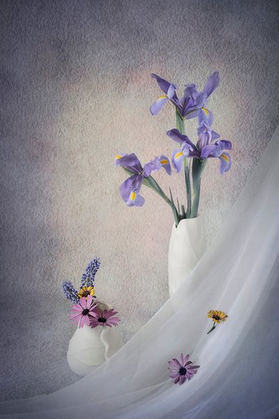 Purple Irises Still Life by Lydia Jacobs