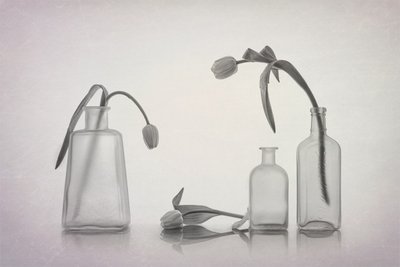 Quiet Tulip Still Life by Lydia Jacobs