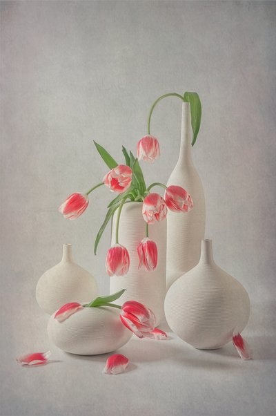 Soft Pink Tulips by Lydia Jacobs