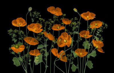 Vibrant Orange Poppies by Lydia Jacobs