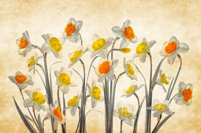 Vibrant Spring Daffodils by Lydia Jacobs