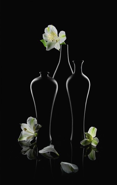 White Flowers Dark Vases by Lydia Jacobs