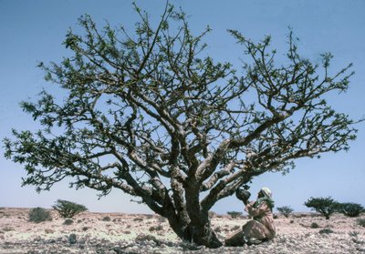 Man collecting the Frankincense resin aka olibanum from a Boswellia tree in Oman by Lynn Abercrombie