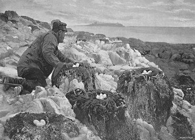 Cormorants Nests, Farne Islands, c1896 by M. Aunty