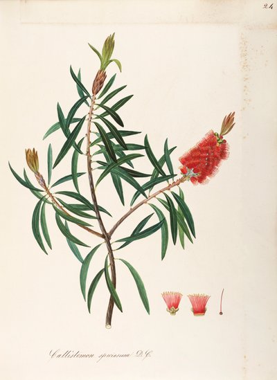 Albany Bottlebrush (Callistemon speciosum DC), Myrtaceae, Shrub with persistent leaves, native to Australia by Maddalena Lisa Mussino