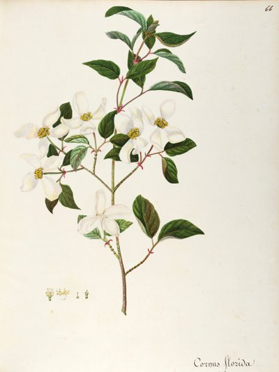Flowering Dogwood by Maddalena Lisa Mussino
