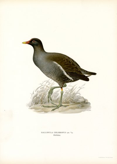 Common Moorhen by Magnus Ferdinand and Wilhelm von Wright