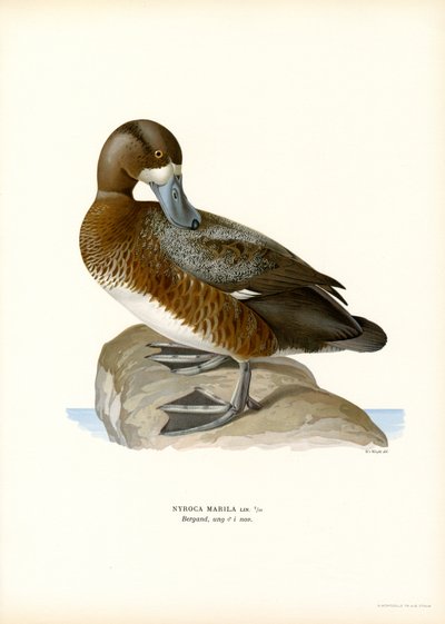 American Scaup Duck by Magnus Ferdinand and Wilhelm von Wright