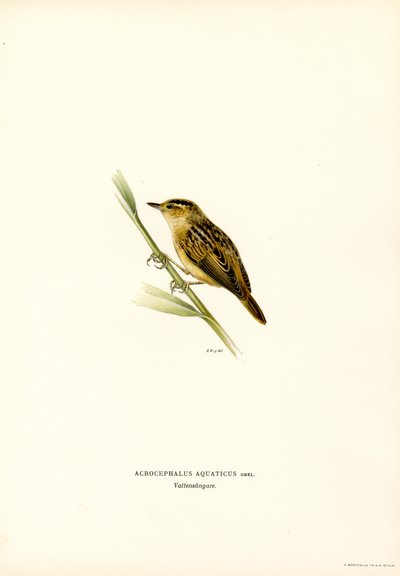 Aquatic Warbler by Magnus Ferdinand and Wilhelm von Wright