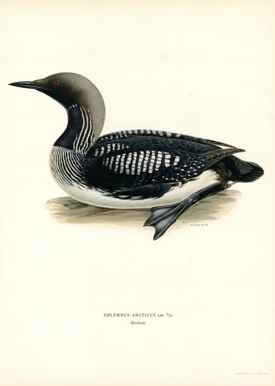 Arctic Loon by Magnus Ferdinand and Wilhelm von Wright
