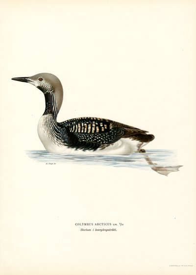 Arctic Loon by Magnus Ferdinand and Wilhelm von Wright