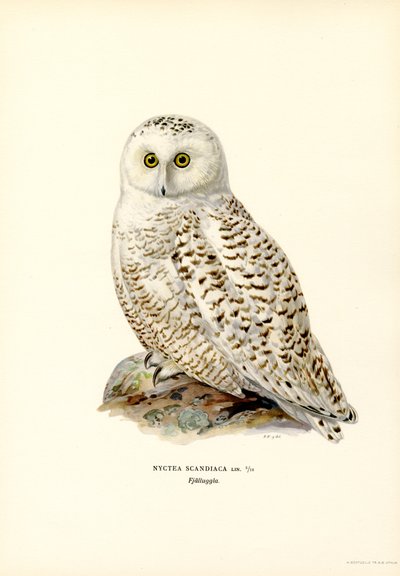 Arctic Owl by Magnus Ferdinand and Wilhelm von Wright