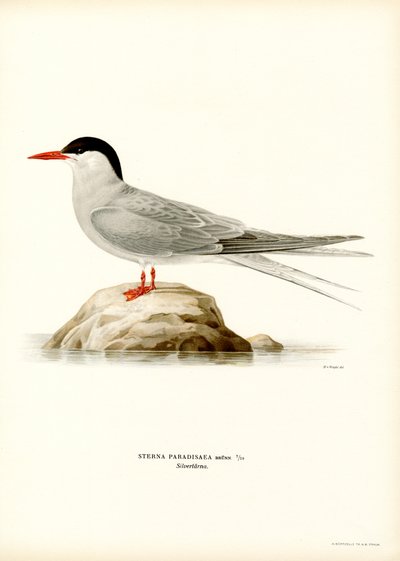 Arctic Tern by Magnus Ferdinand and Wilhelm von Wright