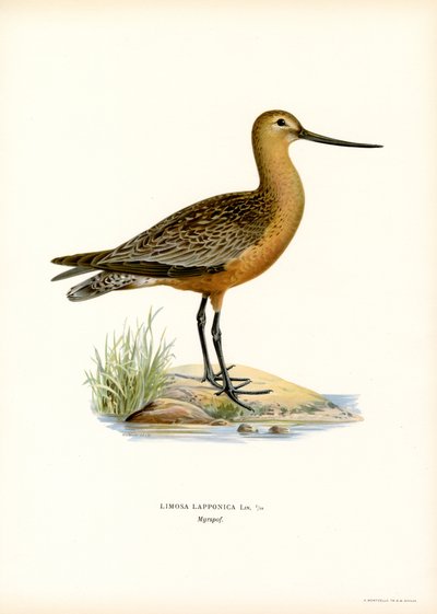 Bar-tailed Godwit by Magnus Ferdinand and Wilhelm von Wright