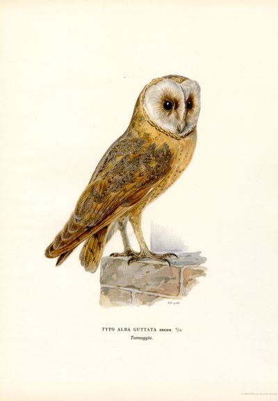Barn Owl by Magnus Ferdinand and Wilhelm von Wright