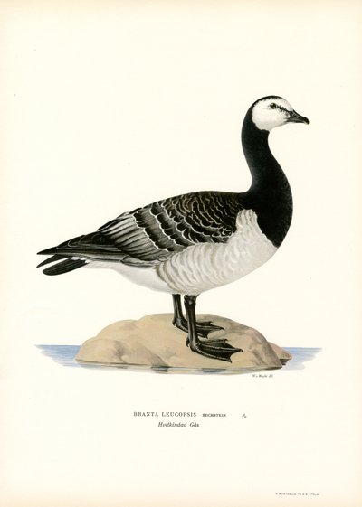 Barnacle Goose by Magnus Ferdinand and Wilhelm von Wright