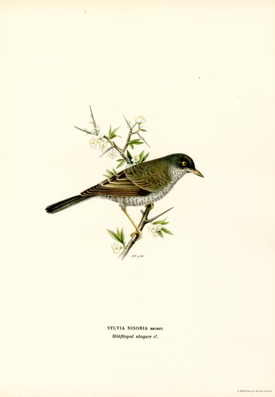 Barred Warbler by Magnus Ferdinand and Wilhelm von Wright