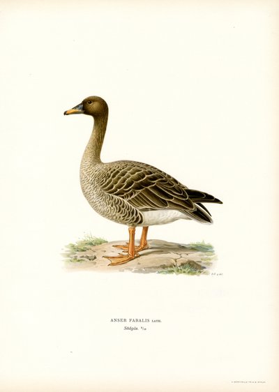 Bean Goose by Magnus Ferdinand and Wilhelm von Wright