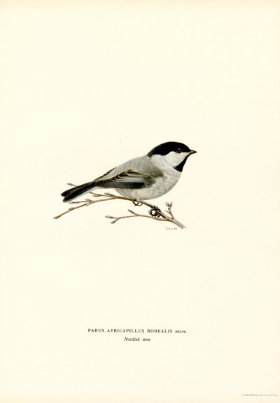 Black-capped Chickadee by Magnus Ferdinand and Wilhelm von Wright