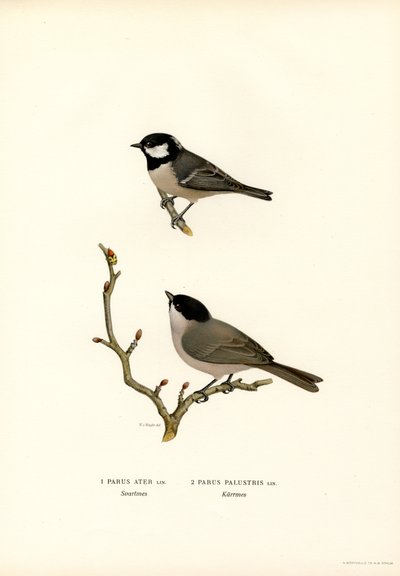 Black-crested Tit by Magnus Ferdinand and Wilhelm von Wright