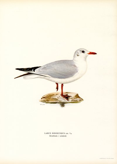 Black-headed Gull by Magnus Ferdinand and Wilhelm von Wright
