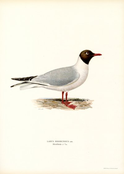 Black-headed Gull by Magnus Ferdinand and Wilhelm von Wright