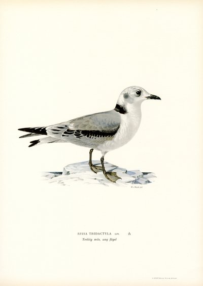 Black-legged Kittiwake by Magnus Ferdinand and Wilhelm von Wright
