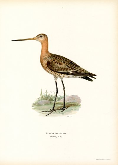 Black-tailed Godwit by Magnus Ferdinand and Wilhelm von Wright
