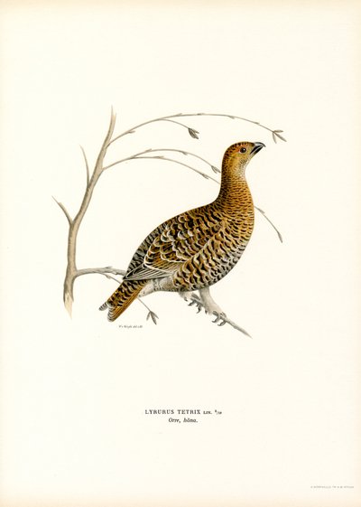Black Grouse by Magnus Ferdinand and Wilhelm von Wright