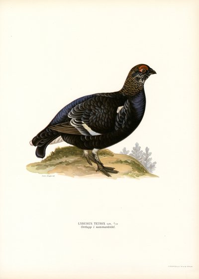 Black Grouse by Magnus Ferdinand and Wilhelm von Wright