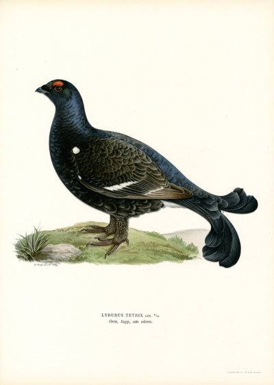 Black Grouse by Magnus Ferdinand and Wilhelm von Wright