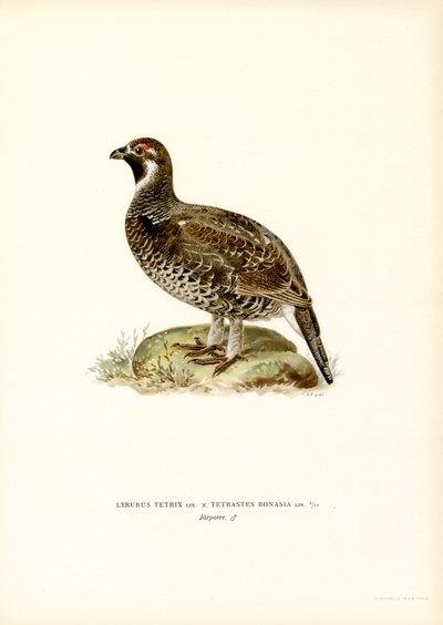 Black Grouse x Hazel Grouse by Magnus Ferdinand and Wilhelm von Wright
