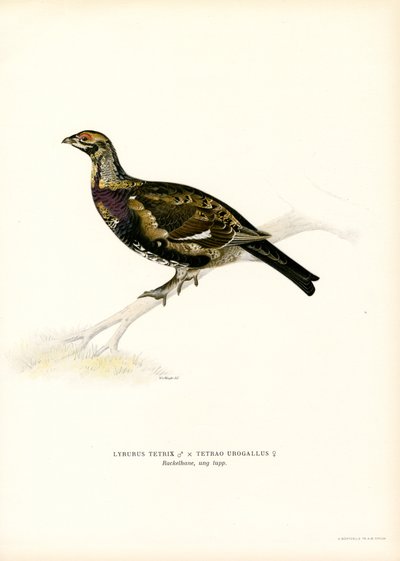 Black Grouse x Western Capercaillie by Magnus Ferdinand and Wilhelm von Wright