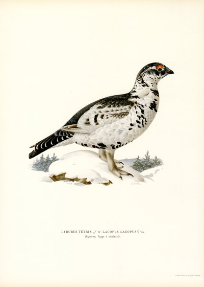 Black Grouse x Willow Ptarmigan by Magnus Ferdinand and Wilhelm von Wright