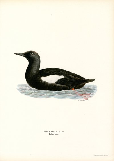Black Guillemot by Magnus Ferdinand and Wilhelm von Wright