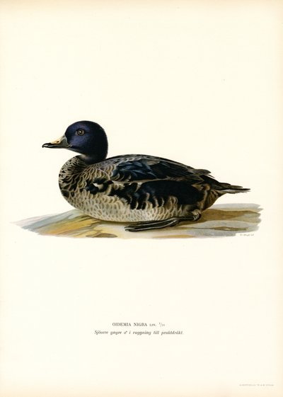 Black Scoter by Magnus Ferdinand and Wilhelm von Wright