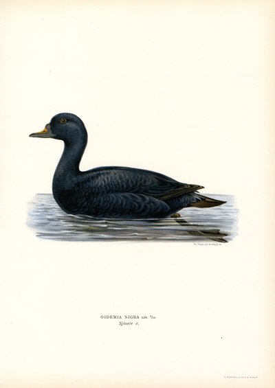 Black Scoter by Magnus Ferdinand and Wilhelm von Wright